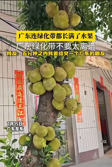 广州公园树上结满“樱桃”?相关部门:大不同,不能吃! 广州公园树上结满“樱桃”?相关部门:大不同,不能吃!