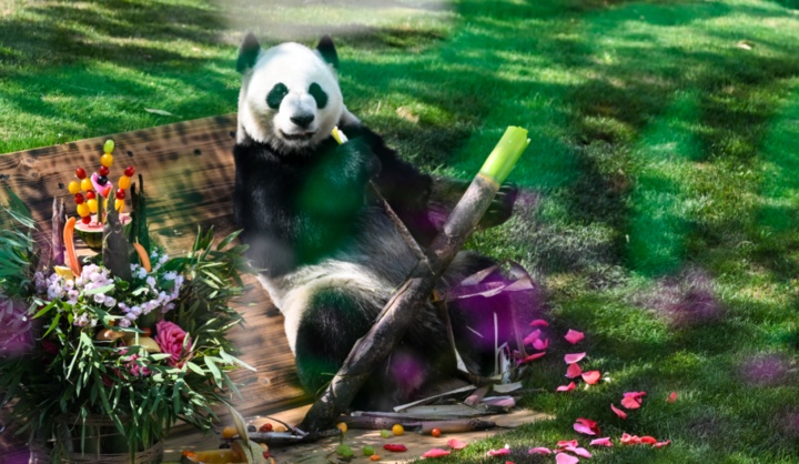 萌翻了！大熊猫“渝宝”“加悦悦”在无锡正式亮相