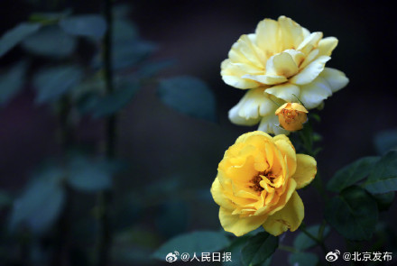 送你几张盛开的月季壁纸 送你几张盛开的月季壁纸