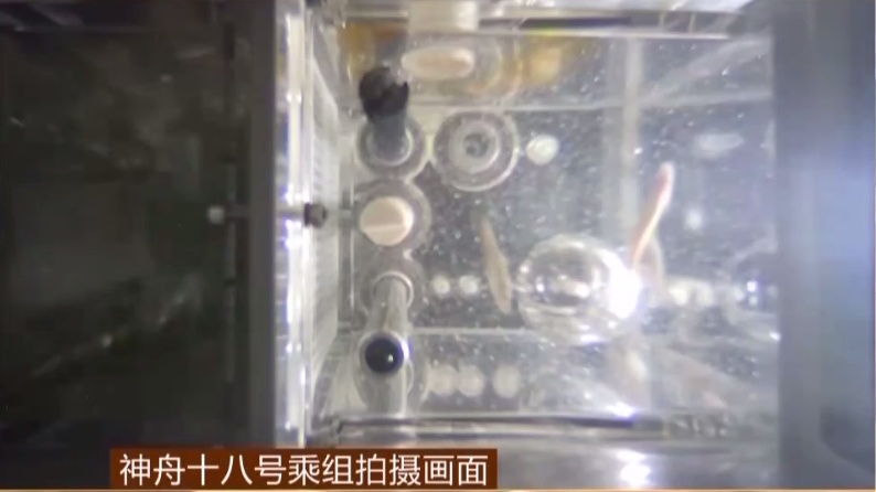 “生物界孙悟空”,首次上太空! “生物界孙悟空”,首次上太空!