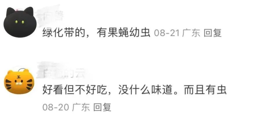 广州公园树上结满“樱桃”?相关部门:大不同,不能吃! 广州公园树上结满“樱桃”?相关部门:大不同,不能吃!