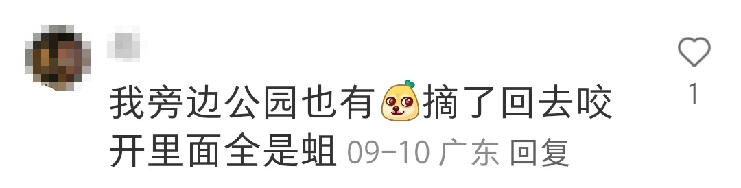 广州公园树上结满“樱桃”?相关部门:大不同,不能吃! 广州公园树上结满“樱桃”?相关部门:大不同,不能吃!