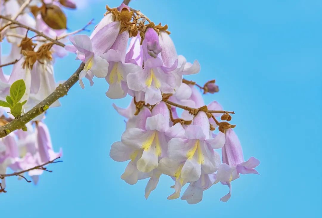 盘点那些被读错的植物 | 兰考泡桐:被屡屡读错的“致富树” 盘点那些被读错的植物 | 兰考泡桐:被屡屡读错的“致富树”