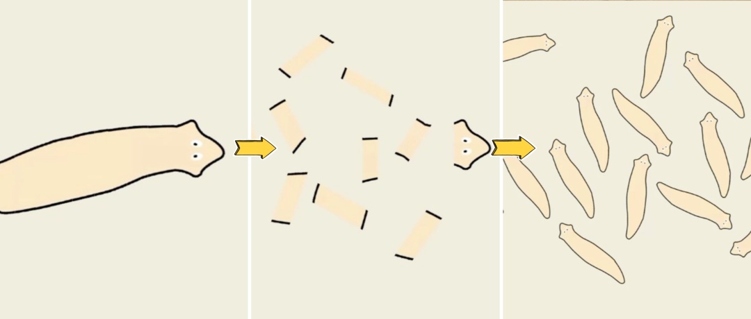 “生物界孙悟空”,首次上太空! “生物界孙悟空”,首次上太空!