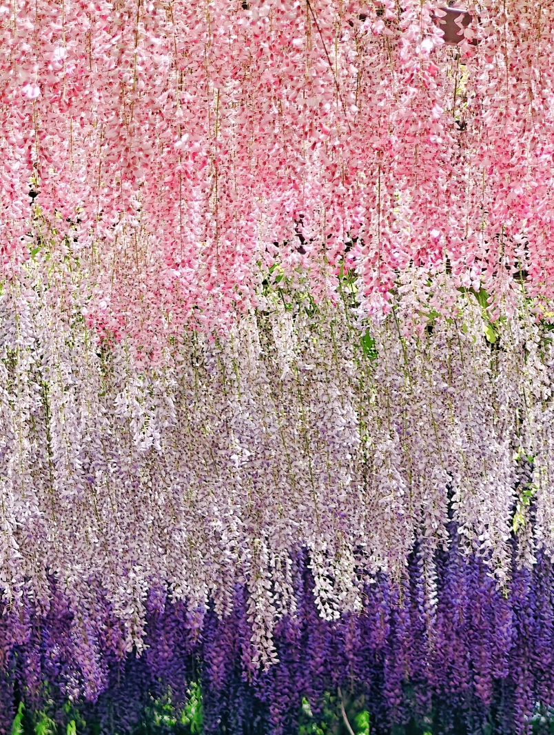 正是最佳观赏期!这里的“紫藤花瀑”美成仙境,市民直呼:很震撼,像星河 正是最佳观赏期!这里的“紫藤花瀑”美成仙境,市民直呼:很震撼,像星河