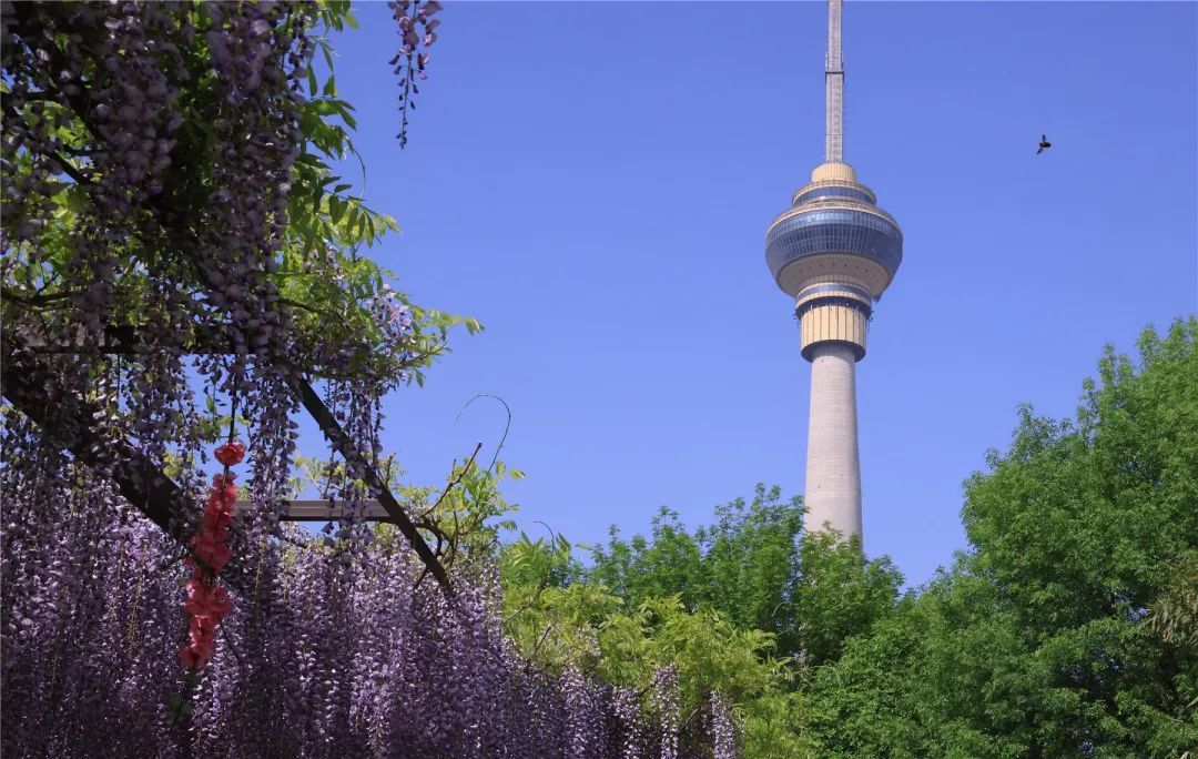 正是最佳观赏期!这里的“紫藤花瀑”美成仙境,市民直呼:很震撼,像星河 正是最佳观赏期!这里的“紫藤花瀑”美成仙境,市民直呼:很震撼,像星河