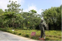 盘点那些被读错的植物 | 兰考泡桐:被屡屡读错的“致富树” 盘点那些被读错的植物 | 兰考泡桐:被屡屡读错的“致富树”