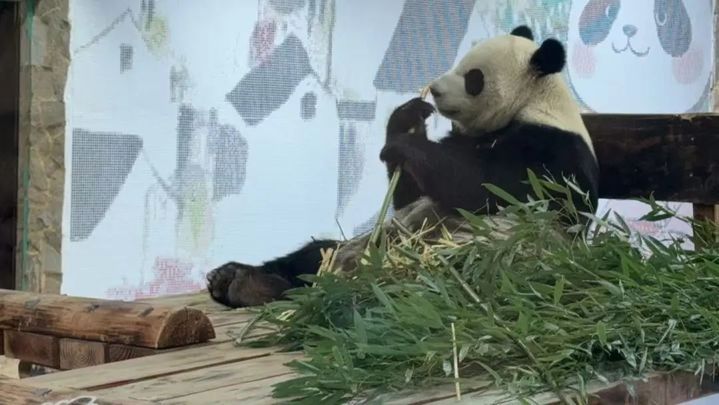 萌翻了！大熊猫“渝宝”“加悦悦”在无锡正式亮相