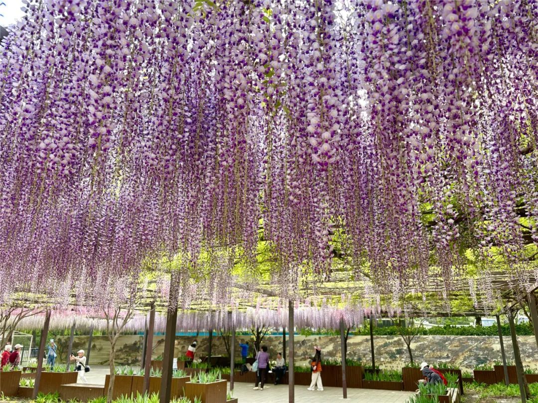 正是最佳观赏期!这里的“紫藤花瀑”美成仙境,市民直呼:很震撼,像星河 正是最佳观赏期!这里的“紫藤花瀑”美成仙境,市民直呼:很震撼,像星河