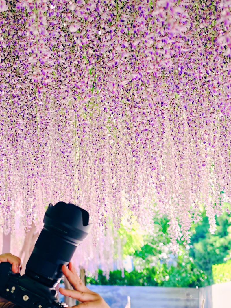 正是最佳观赏期!这里的“紫藤花瀑”美成仙境,市民直呼:很震撼,像星河 正是最佳观赏期!这里的“紫藤花瀑”美成仙境,市民直呼:很震撼,像星河