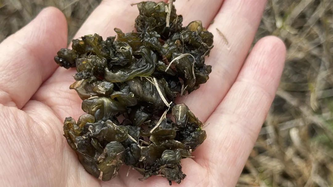 雨后大量出现,出门就能捡!很多杭州人爱吃!提醒来了 雨后大量出现,出门就能捡!很多杭州人爱吃!提醒来了