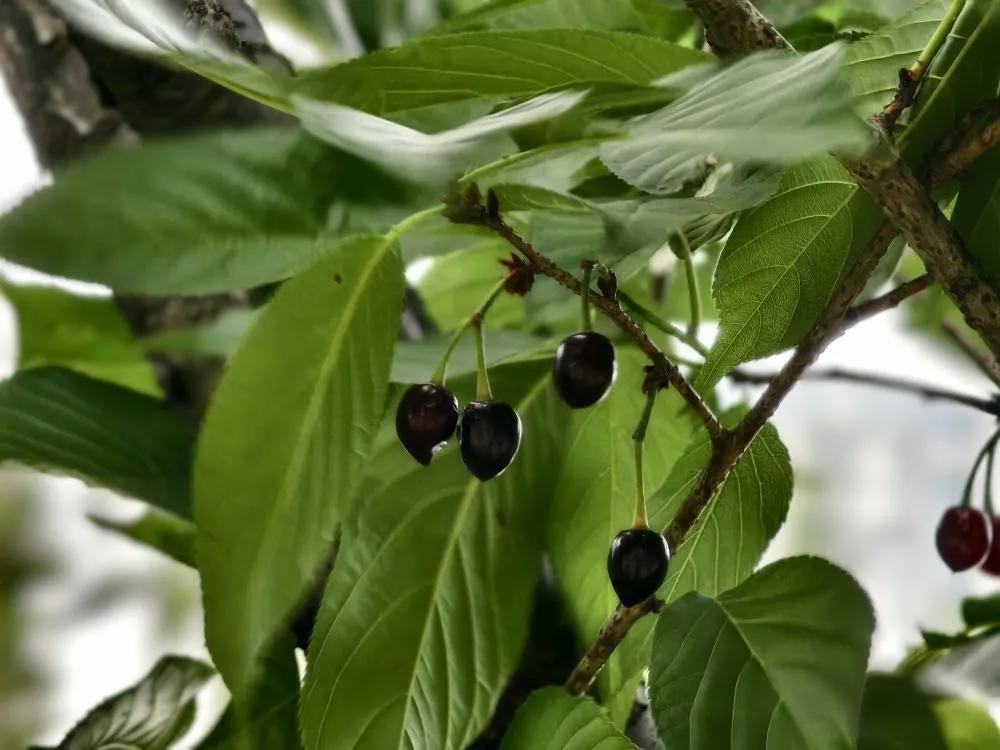 广州公园树上结满“樱桃”?相关部门:大不同,不能吃! 广州公园树上结满“樱桃”?相关部门:大不同,不能吃!