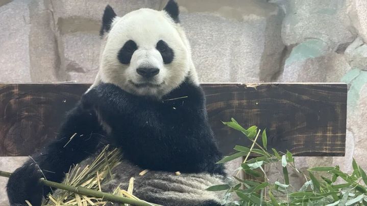 萌翻了！大熊猫“渝宝”“加悦悦”在无锡正式亮相