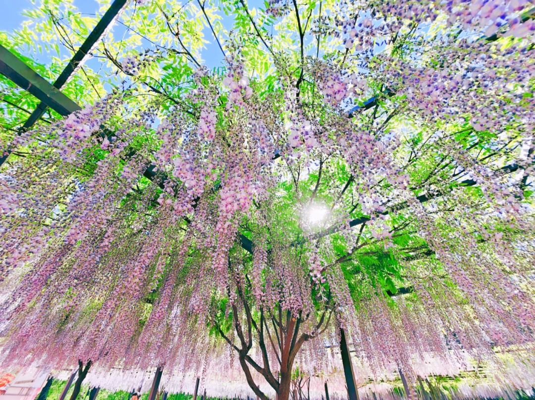 正是最佳观赏期!这里的“紫藤花瀑”美成仙境,市民直呼:很震撼,像星河 正是最佳观赏期!这里的“紫藤花瀑”美成仙境,市民直呼:很震撼,像星河