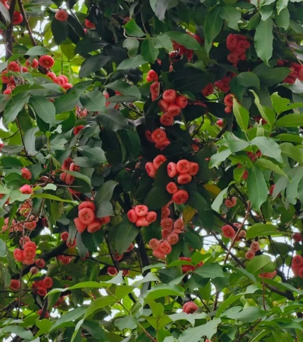 广州公园树上结满“樱桃”?相关部门:大不同,不能吃! 广州公园树上结满“樱桃”?相关部门:大不同,不能吃!