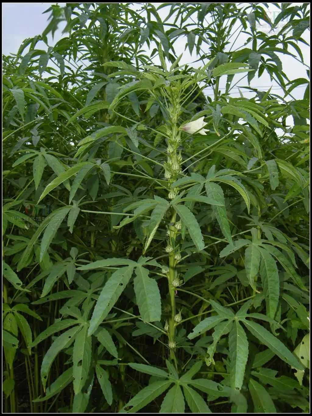 盘点那些被读错的植物 | 槿麻、苎麻、苘麻:没有更难认,只有最难认! 盘点那些被读错的植物 | 槿麻、苎麻、苘麻:没有更难认,只有最难认!