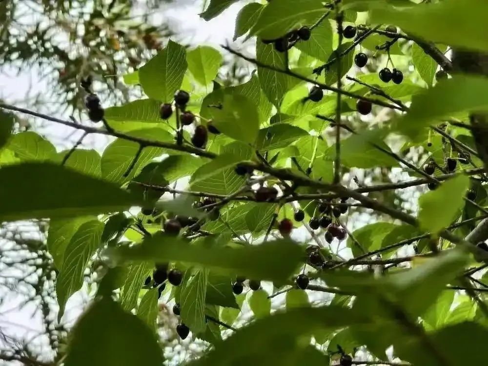 不要吃！广东街边这些“美味”并不美味