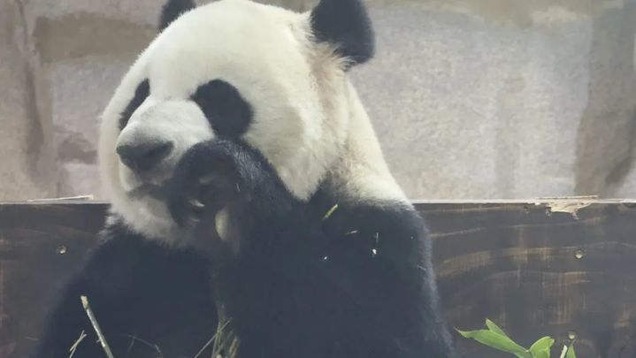 萌翻了！大熊猫“渝宝”“加悦悦”在无锡正式亮相