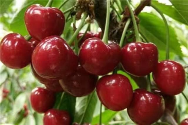 广州公园树上结满“樱桃”?相关部门:大不同,不能吃! 广州公园树上结满“樱桃”?相关部门:大不同,不能吃!