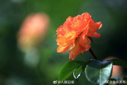 送你几张盛开的月季壁纸 送你几张盛开的月季壁纸