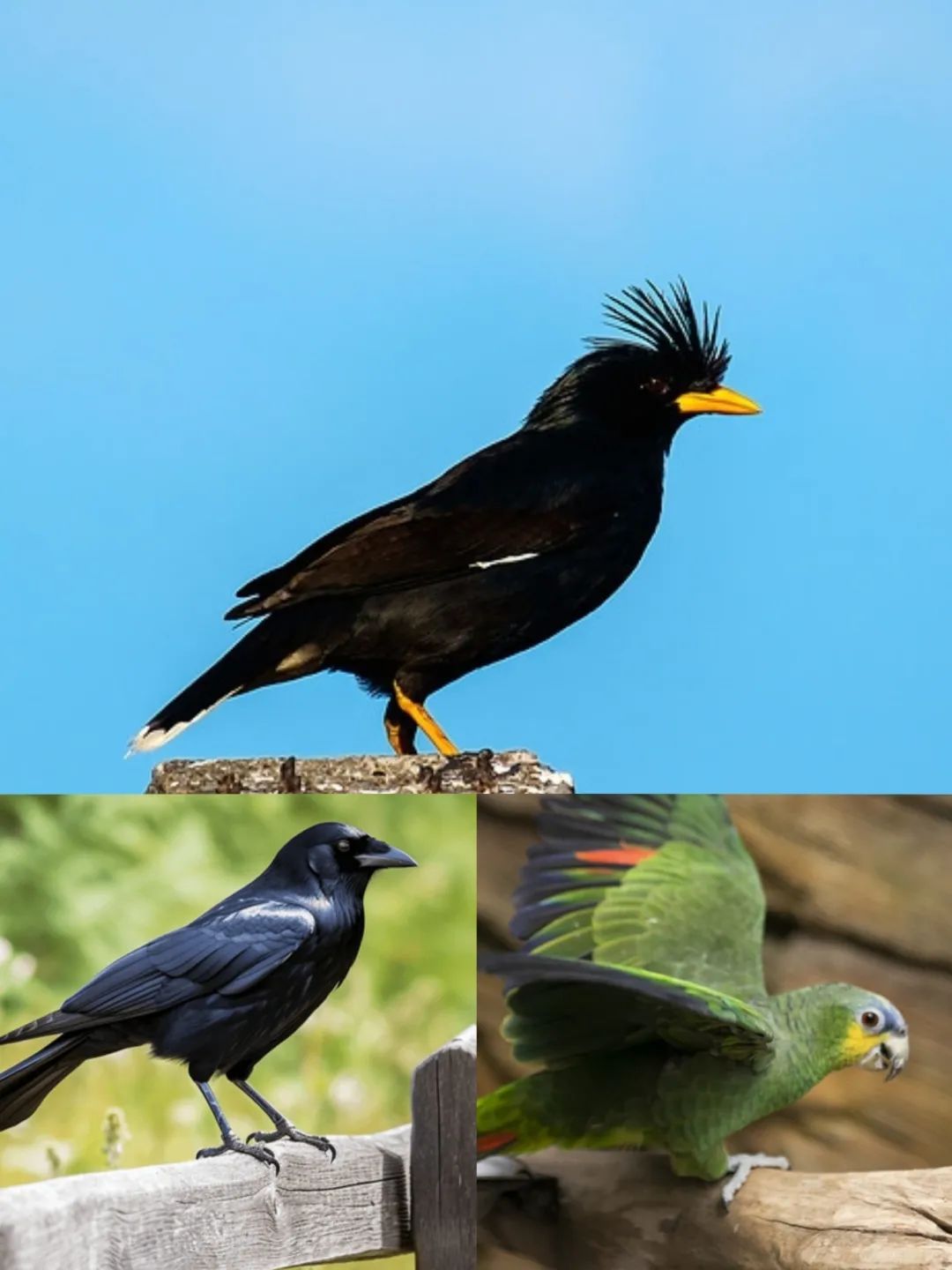 为什么有的鸟蹦蹦跳跳,有的却像人类走路? 为什么有的鸟蹦蹦跳跳,有的却像人类走路?