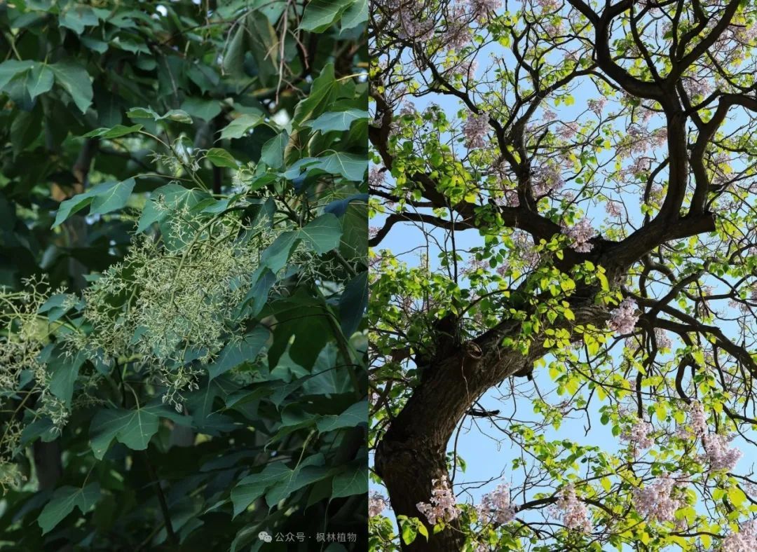 盘点那些被读错的植物 | 兰考泡桐:被屡屡读错的“致富树” 盘点那些被读错的植物 | 兰考泡桐:被屡屡读错的“致富树”