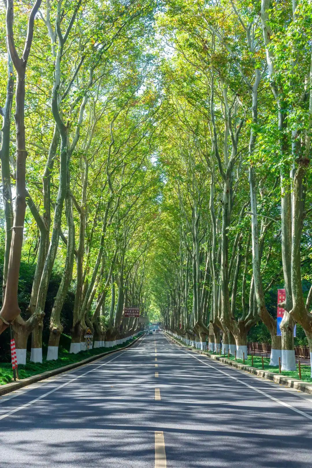 盘点那些被读错的植物 | 兰考泡桐:被屡屡读错的“致富树” 盘点那些被读错的植物 | 兰考泡桐:被屡屡读错的“致富树”