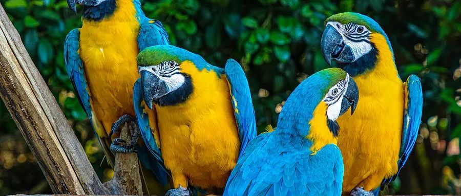 为什么有的鸟蹦蹦跳跳,有的却像人类走路? 为什么有的鸟蹦蹦跳跳,有的却像人类走路?