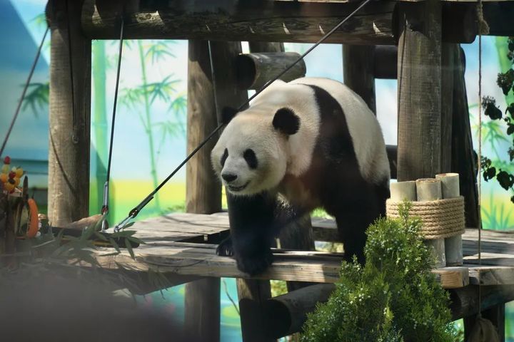 萌翻了！大熊猫“渝宝”“加悦悦”在无锡正式亮相