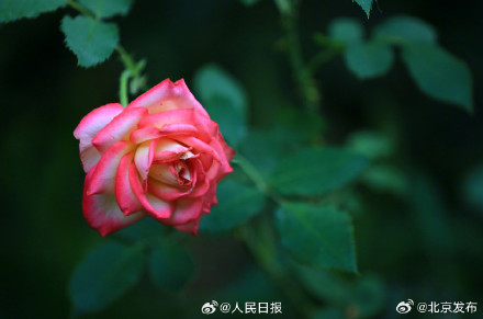 送你几张盛开的月季壁纸 送你几张盛开的月季壁纸