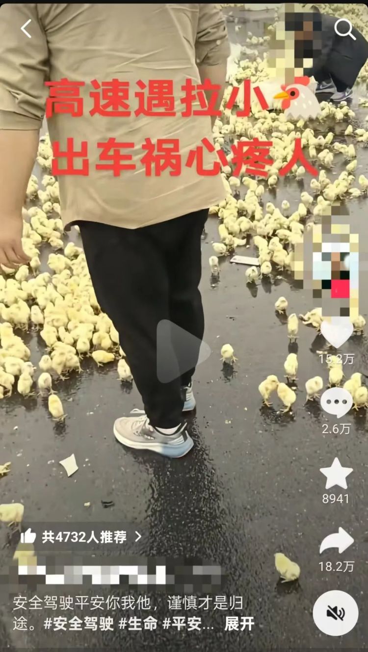 湖南一货车在河南侧翻，数千只小鸡崽散落高速！多名路人帮忙捉鸡