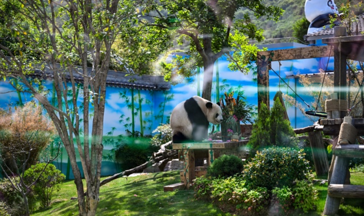 萌翻了！大熊猫“渝宝”“加悦悦”在无锡正式亮相