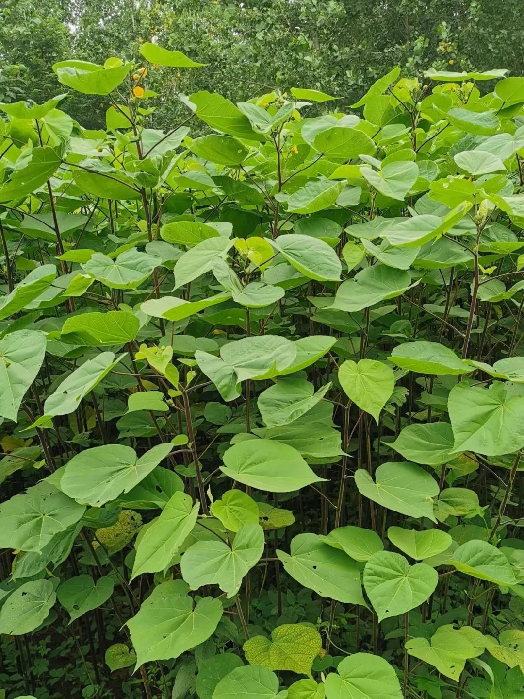 盘点那些被读错的植物 | 槿麻、苎麻、苘麻:没有更难认,只有最难认! 盘点那些被读错的植物 | 槿麻、苎麻、苘麻:没有更难认,只有最难认!