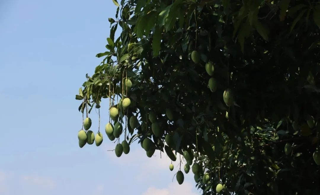 广州公园树上结满“樱桃”?相关部门:大不同,不能吃! 广州公园树上结满“樱桃”?相关部门:大不同,不能吃!