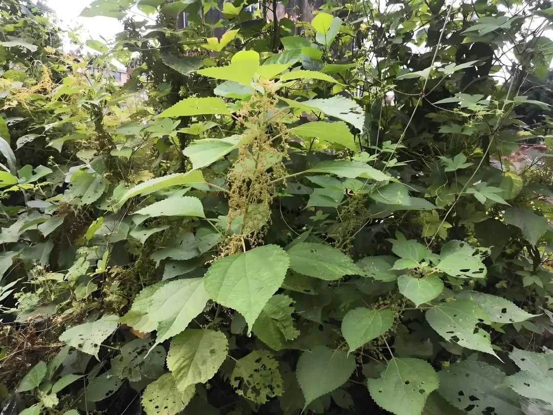 盘点那些被读错的植物 | 槿麻、苎麻、苘麻:没有更难认,只有最难认! 盘点那些被读错的植物 | 槿麻、苎麻、苘麻:没有更难认,只有最难认!