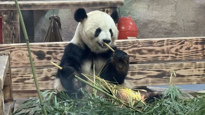 萌翻了！大熊猫“渝宝”“加悦悦”在无锡正式亮相