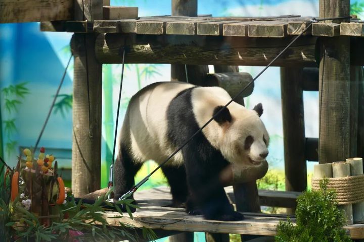 萌翻了！大熊猫“渝宝”“加悦悦”在无锡正式亮相