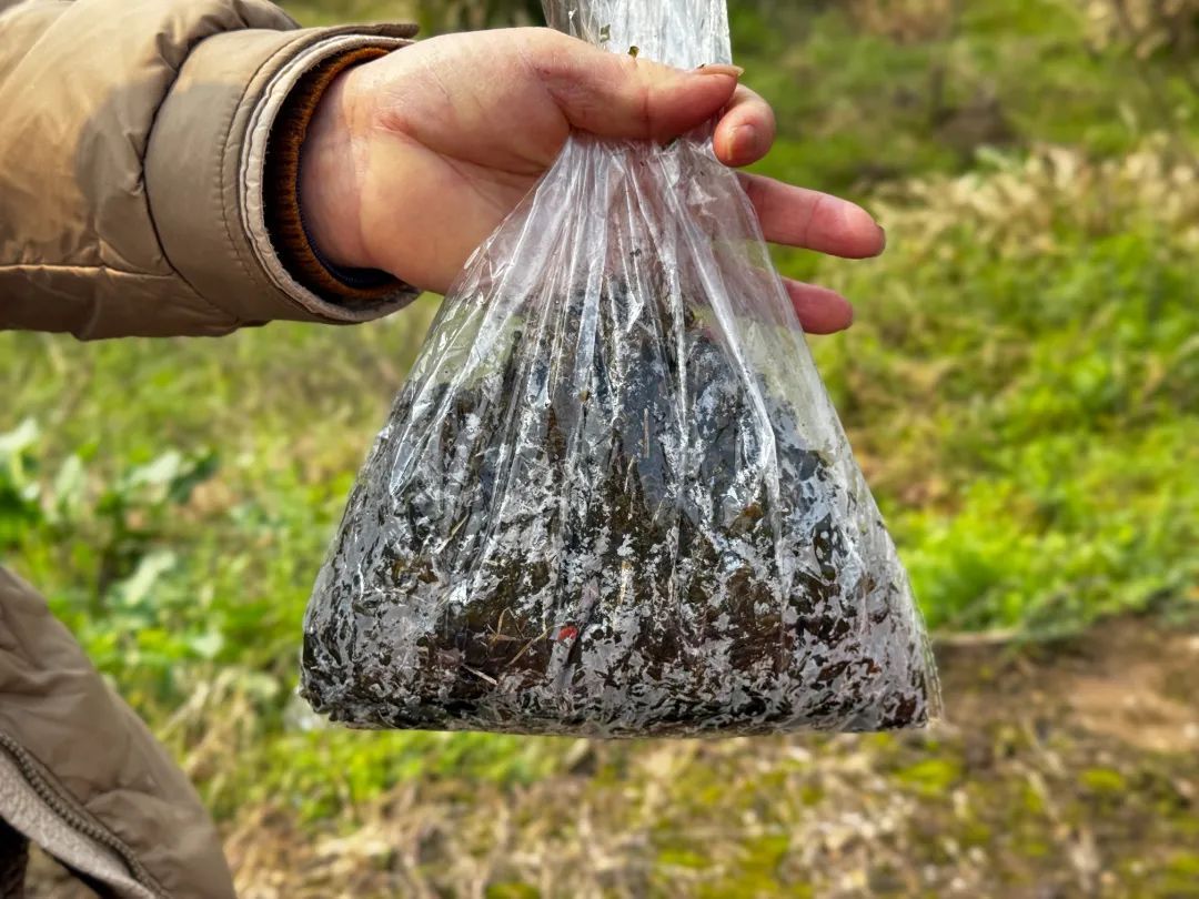 雨后大量出现,出门就能捡!很多杭州人爱吃!提醒来了 雨后大量出现,出门就能捡!很多杭州人爱吃!提醒来了