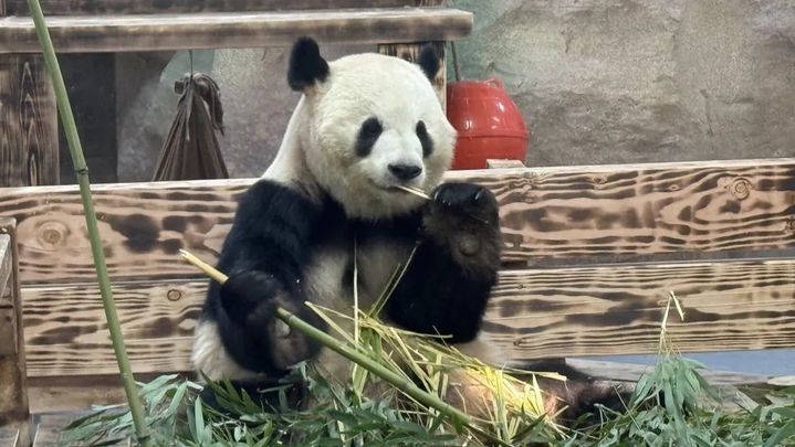 萌翻了！大熊猫“渝宝”“加悦悦”在无锡正式亮相