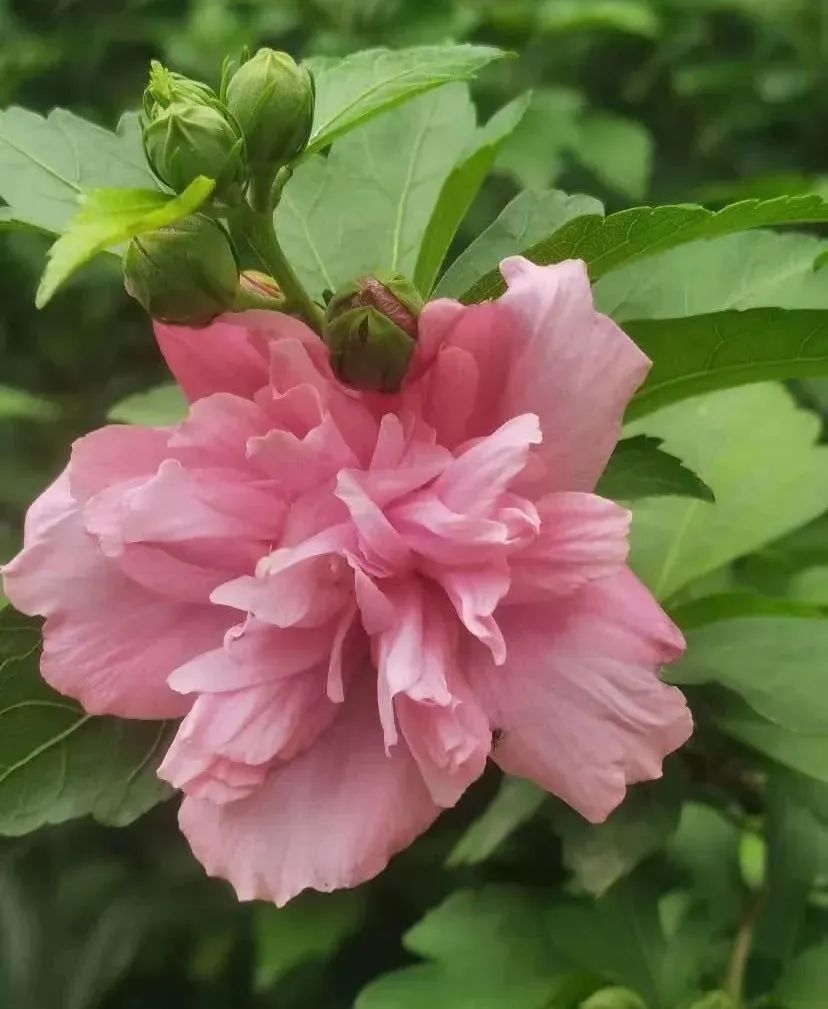 盘点那些被读错的植物 | 槿麻、苎麻、苘麻:没有更难认,只有最难认! 盘点那些被读错的植物 | 槿麻、苎麻、苘麻:没有更难认,只有最难认!