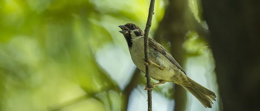 为什么有的鸟蹦蹦跳跳,有的却像人类走路? 为什么有的鸟蹦蹦跳跳,有的却像人类走路?