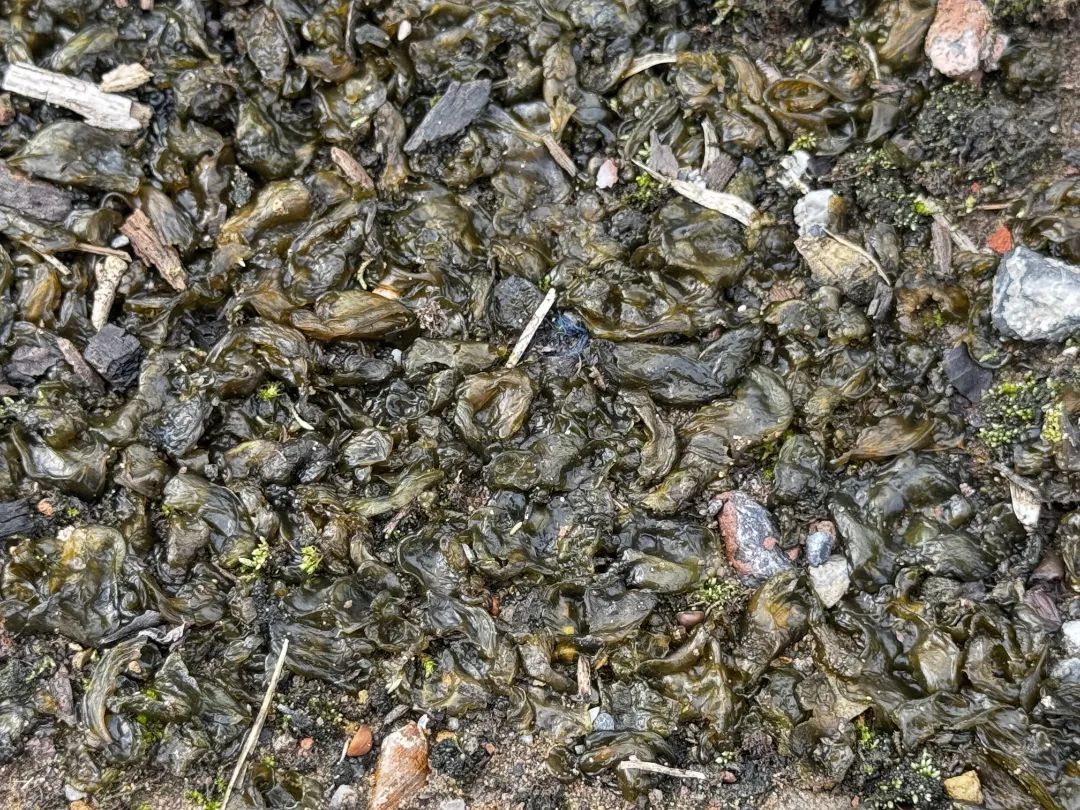 雨后大量出现,出门就能捡!很多杭州人爱吃!提醒来了 雨后大量出现,出门就能捡!很多杭州人爱吃!提醒来了