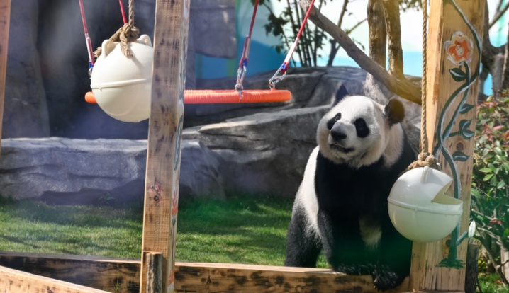 萌翻了！大熊猫“渝宝”“加悦悦”在无锡正式亮相