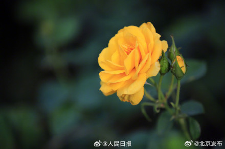 送你几张盛开的月季壁纸 送你几张盛开的月季壁纸