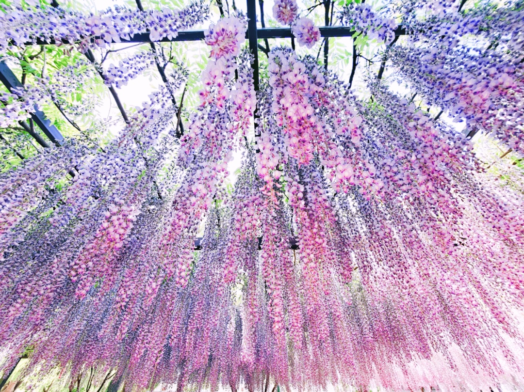 正是最佳观赏期!这里的“紫藤花瀑”美成仙境,市民直呼:很震撼,像星河 正是最佳观赏期!这里的“紫藤花瀑”美成仙境,市民直呼:很震撼,像星河