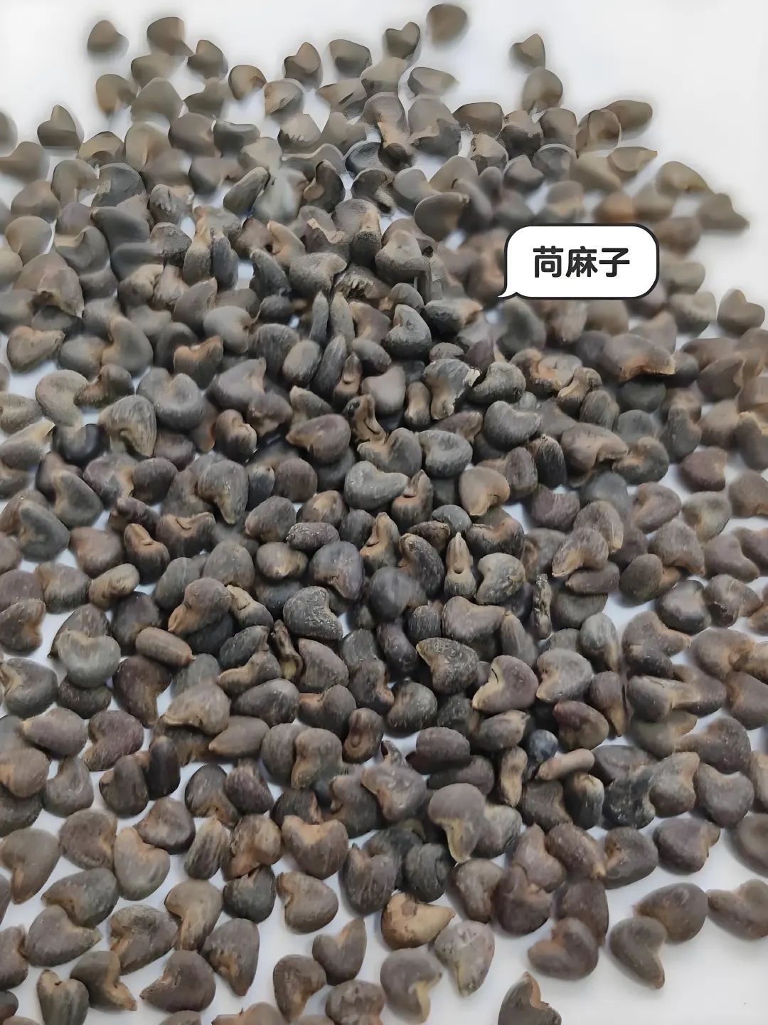 盘点那些被读错的植物 | 槿麻、苎麻、苘麻:没有更难认,只有最难认! 盘点那些被读错的植物 | 槿麻、苎麻、苘麻:没有更难认,只有最难认!