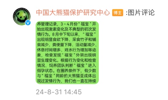 大熊猫“福宝”怀孕了？官方回应