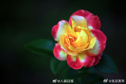 送你几张盛开的月季壁纸 送你几张盛开的月季壁纸