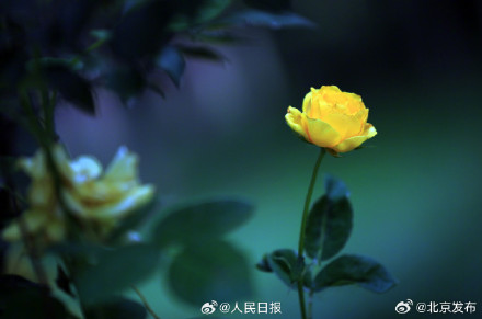 送你几张盛开的月季壁纸 送你几张盛开的月季壁纸