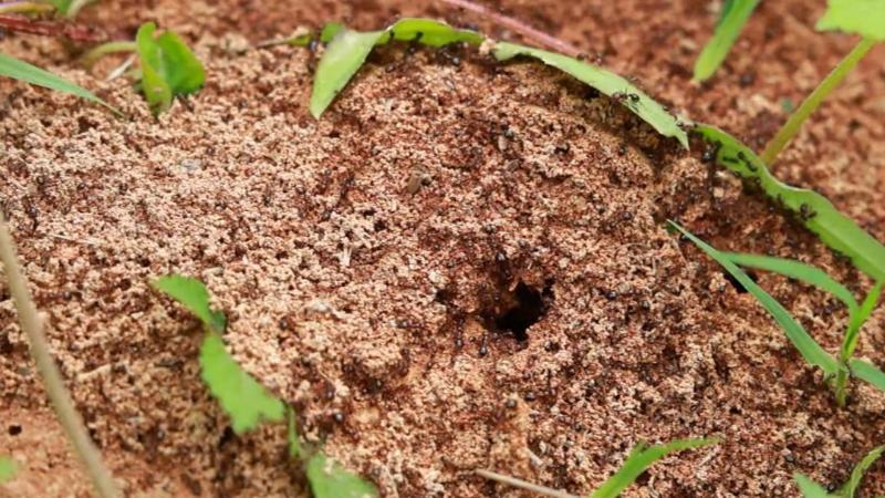 江西泰和:红火蚁进入繁殖高峰期 农业部门多举措防控 江西泰和:红火蚁进入繁殖高峰期 农业部门多举措防控